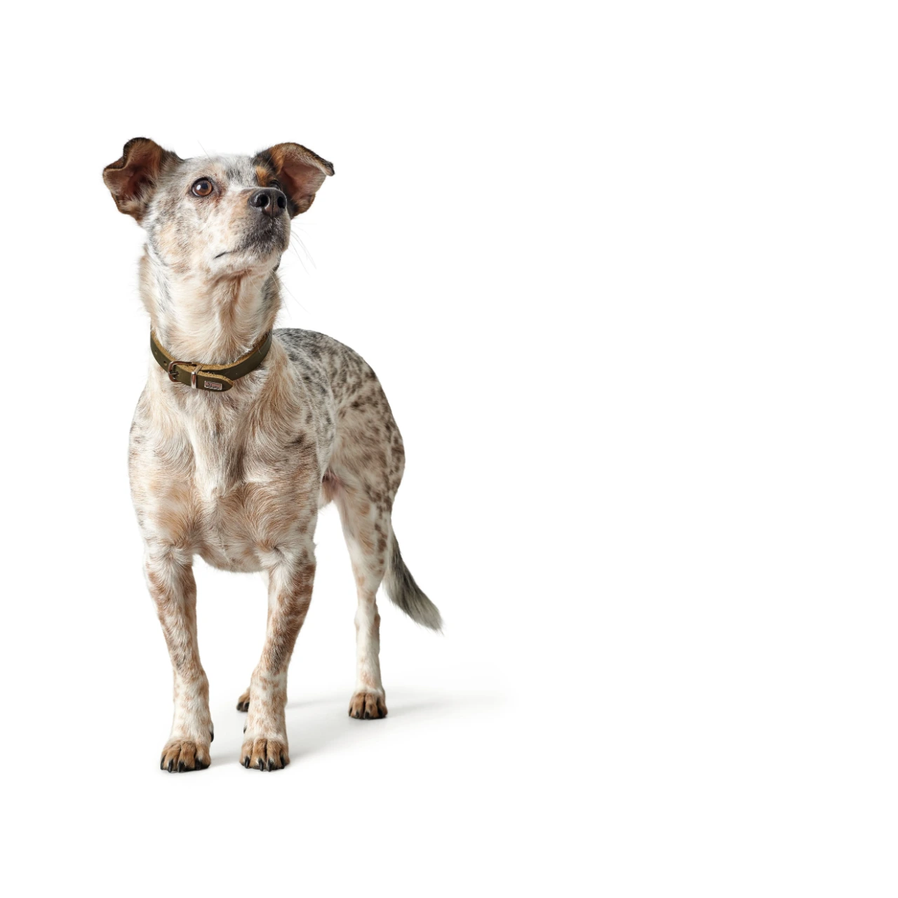 Hunter Aalborg Sport Oliven 47 hundehalsbånd - 37-43 cm